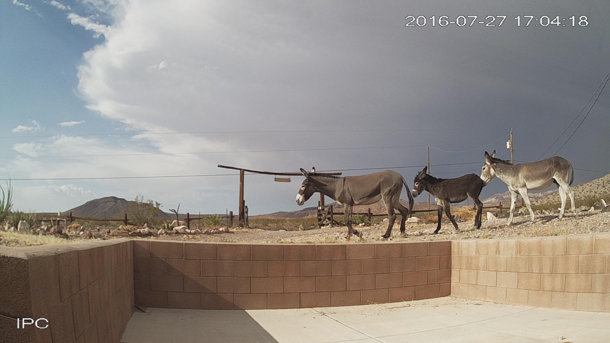 Trout Place 2016 Photos