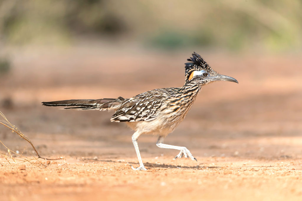 Roadrunner