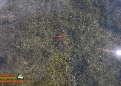 Lake Mohave Boating Action 5 Crawfish