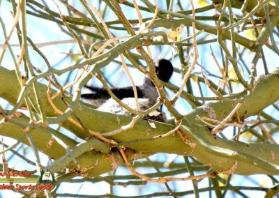 Hummingbird Nest Building FZ80