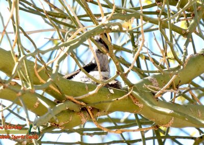 Hummingbird Nest Building FZ80