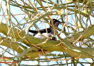 Hummingbird Nest Building FZ80