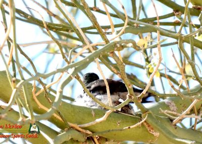 Hummingbird Nest Building FZ80