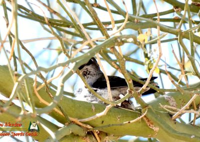 Hummingbird Nest Building FZ80