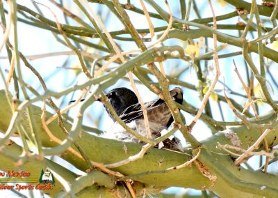 Hummingbird Nest Building FZ80