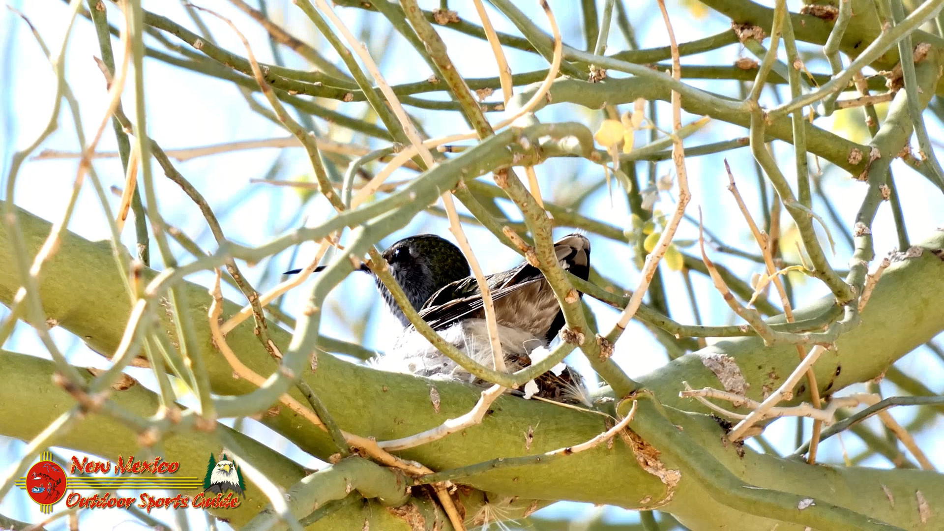 Hummingbird Nest Building FZ80