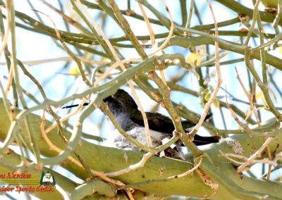 Hummingbird Nest Building FZ80