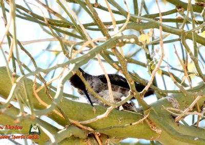 Hummingbird Nest Building FZ80