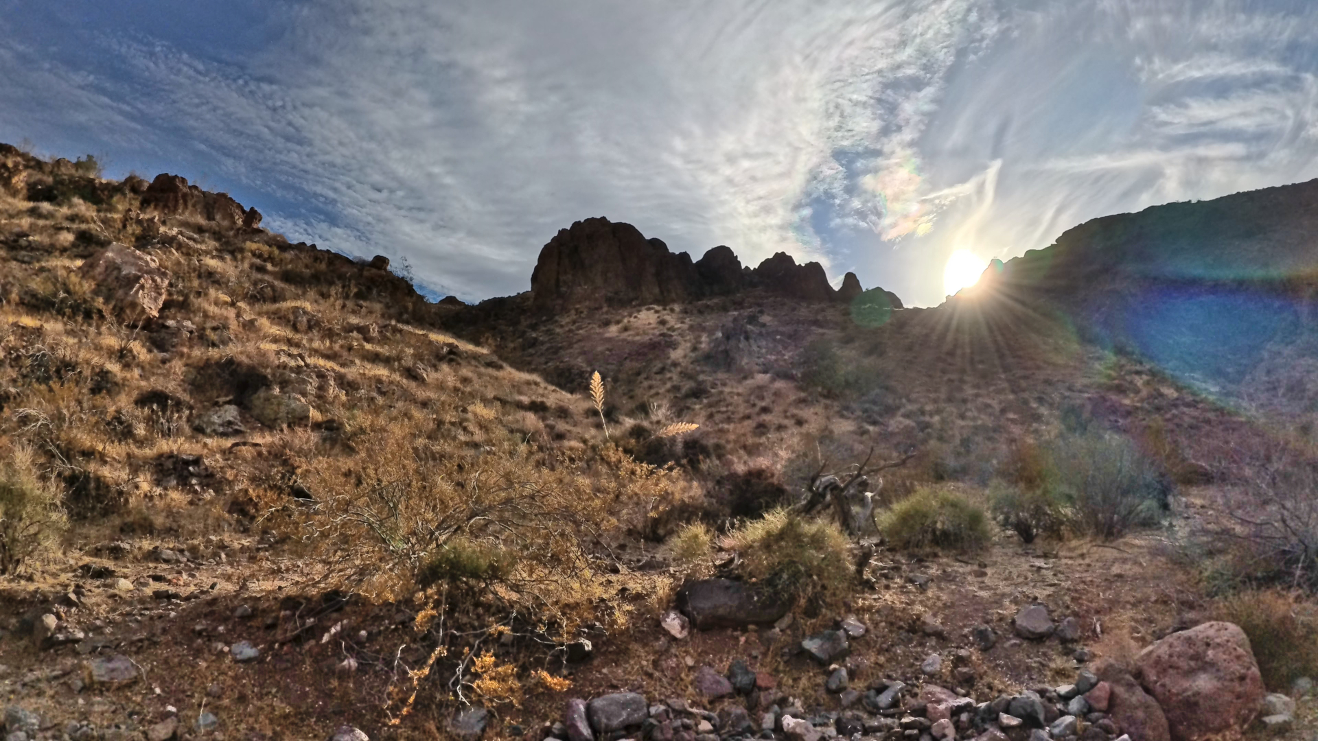 Yucca Bloom Sunset AcePro