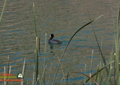 Coot Lake Mohave 03-04-2025 Ace Pro