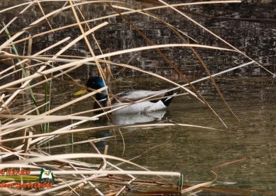 Mallard Lake Mohave 03-04-2025 FZ80
