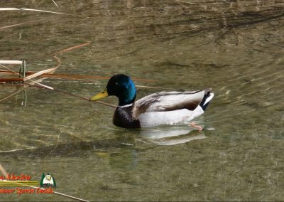 Mallard Lake Mohave 03-04-2025 FZ80