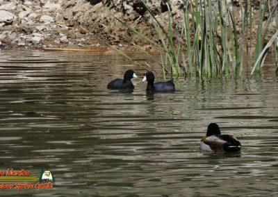 Coots Mallard Lake Mohave 03-04-2025 FZ80