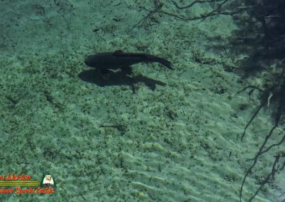 Mid April 2025 Smallmouth Bass Fishing Ace Pro 2