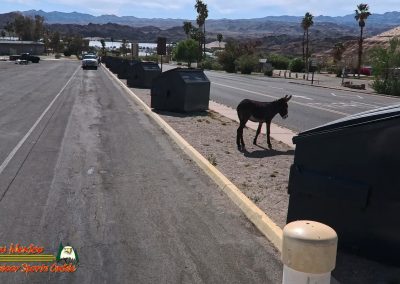 Mid April 2025 Smallmouth Bass Fishing Ace Pro 2 Burro