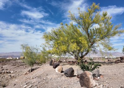 Palo Verde Bloom Baja fairy duster Action 4 04-15-2025