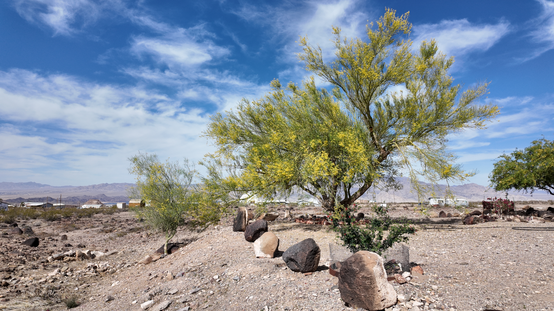 Palo Verde Bloom Baja fairy duster Action 4 04-15-2025